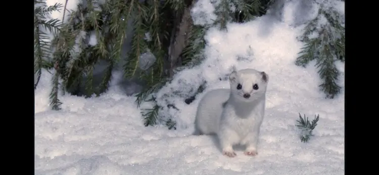 Least weasel (Mustela nivalis nivalis) as shown in Frozen Planet - Winter